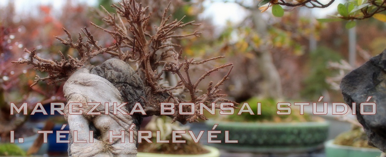 bonsai, bonsai kert, marczika bonsai studio erd, bonsai teleltetese, karacsony, tel, teli bonsai kert bonsai teleltetes elott